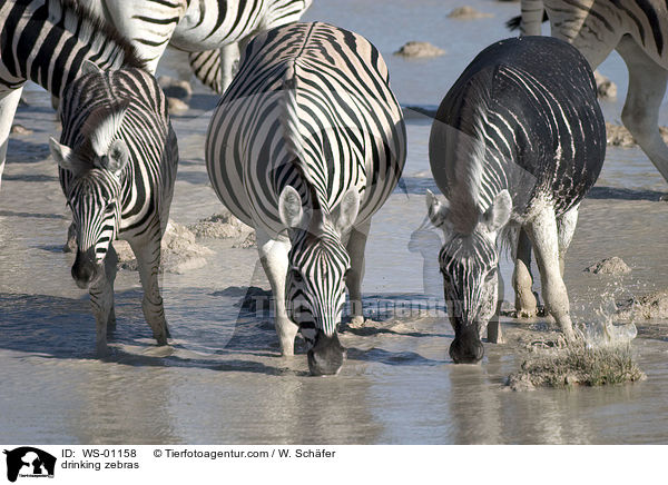 Zebraherde am Wasserloch / drinking zebras / WS-01158