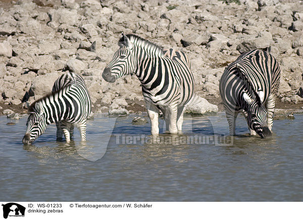 Zebraherde am Wasserloch / drinking zebras / WS-01233