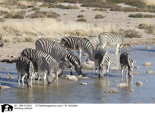Zebraherde am Wasserloch / drinking zebras / WS-01263