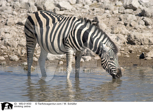 Zebras am Wasserloch / drinking zebra / WS-01450