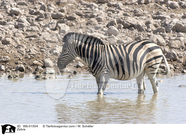 Zebra am Wasserloch / Zebra / WS-01504