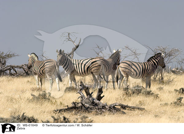 Zebras in der Steppe von Namibia / Zebra / WS-01649