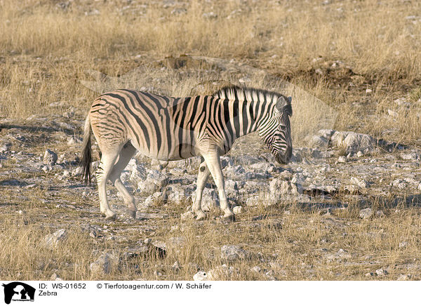 Zebra in der Steppe von Namibia / Zebra / WS-01652