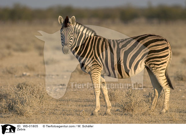 Zebra in der Steppe von Namibia / Zebra / WS-01805