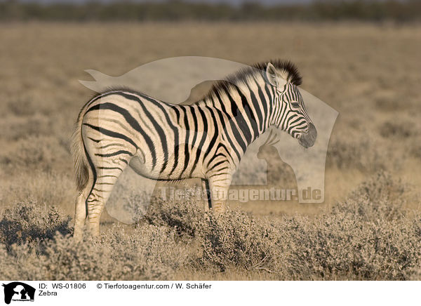 Zebra in der Steppe von Namibia / Zebra / WS-01806