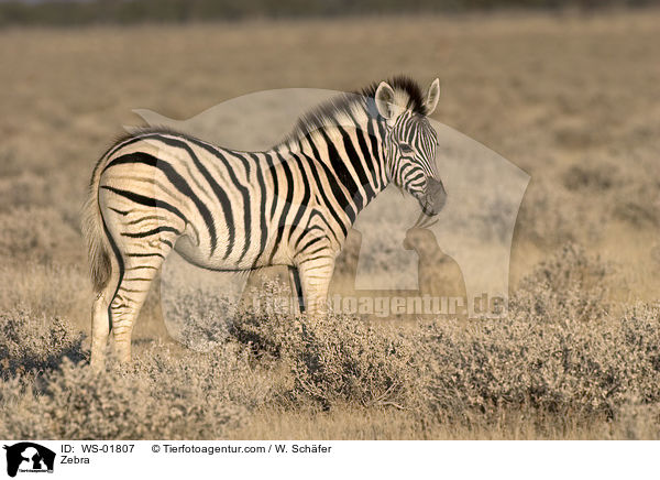 Zebra in der Steppe von Namibia / Zebra / WS-01807