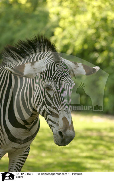 Zebra / Zebra / IP-01508