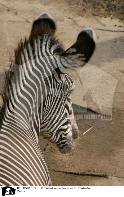 Zebra / Zebra / IP-01559