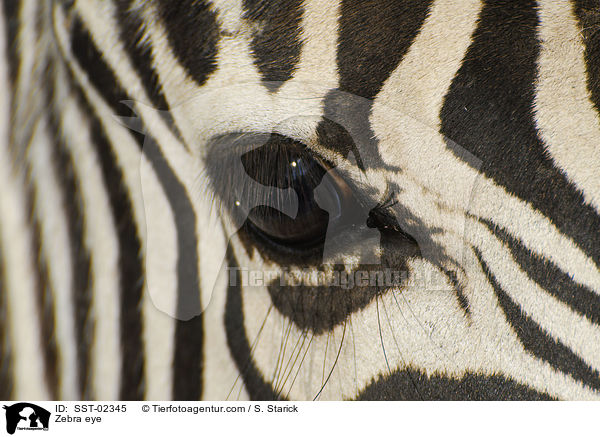 Zebra Auge / Zebra eye / SST-02345
