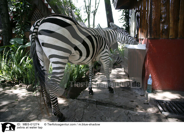 zebra at water tap / MBS-01274