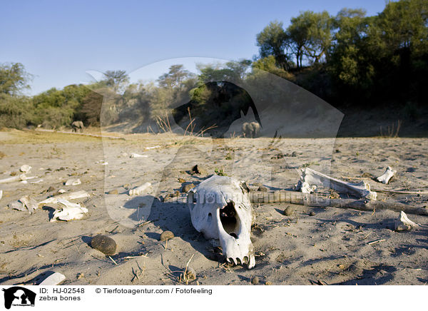 zebra bones / HJ-02548