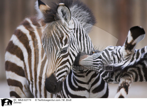 Zebras / Zebras / MAZ-02774