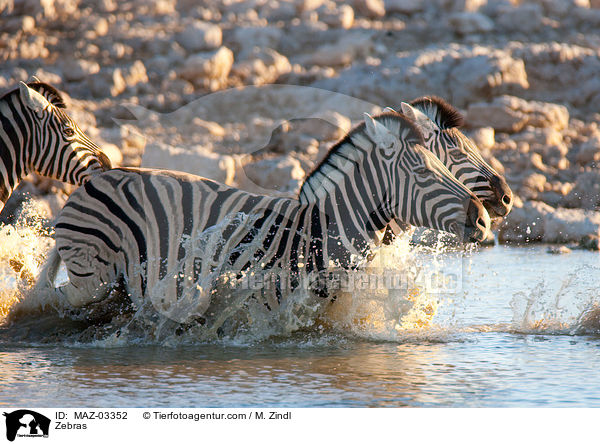 Zebras / Zebras / MAZ-03352