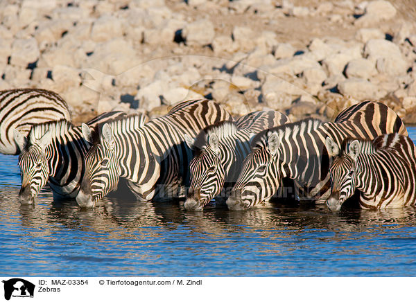 Zebras / Zebras / MAZ-03354
