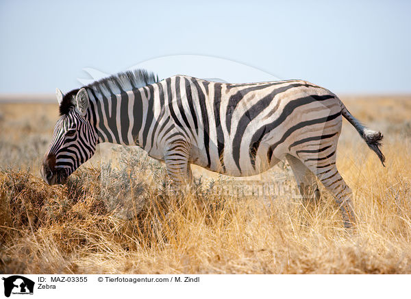 Zebra / Zebra / MAZ-03355