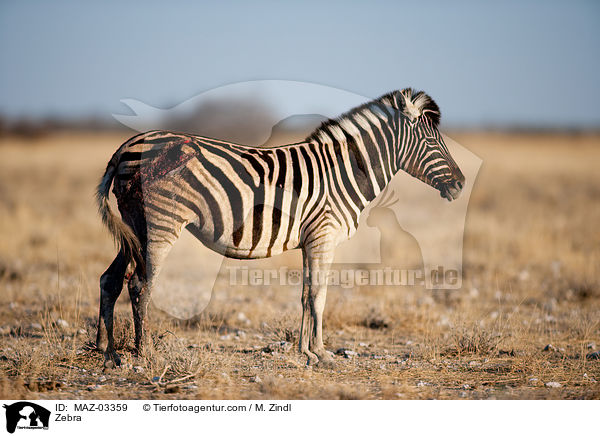 Zebra / Zebra / MAZ-03359