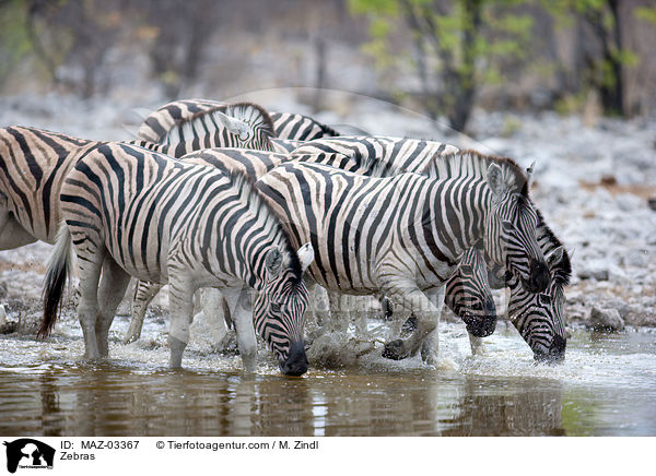 Zebras / Zebras / MAZ-03367