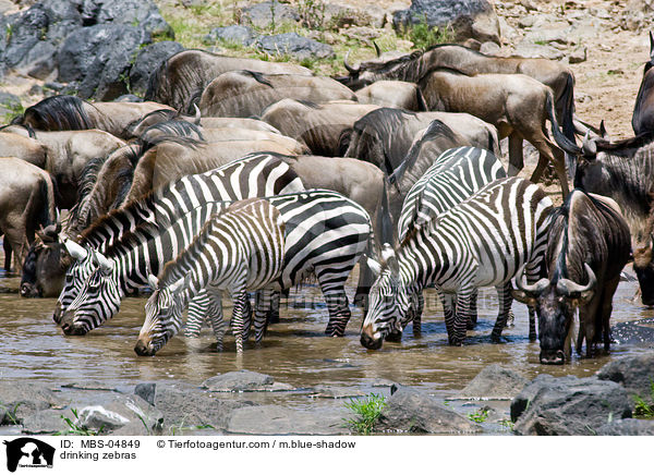 trinkende Zebras / drinking zebras / MBS-04849