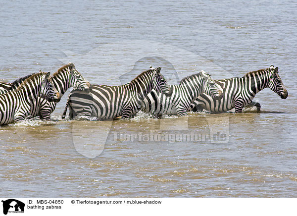 badende Zebras / bathing zebras / MBS-04850
