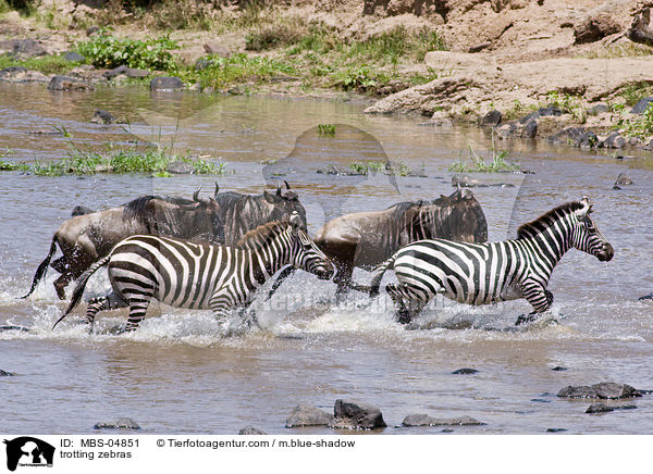 trabende Zebras / trotting zebras / MBS-04851