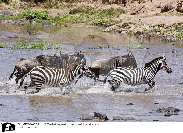 trotting zebras / MBS-04851