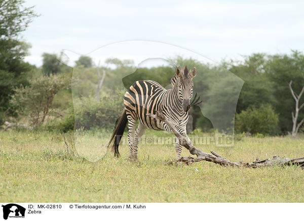 Zebra / MK-02810