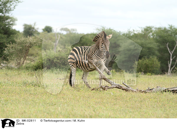 Zebra / Zebra / MK-02811