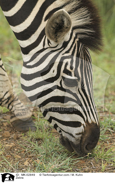 Zebra / Zebra / MK-02849