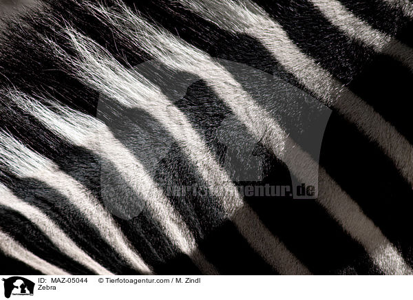 Zebra / Zebra / MAZ-05044