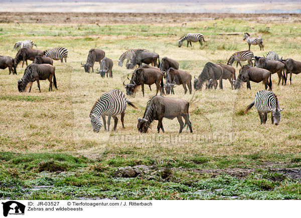 Zebras und Gnus / Zebras and wildebeests / JR-03527
