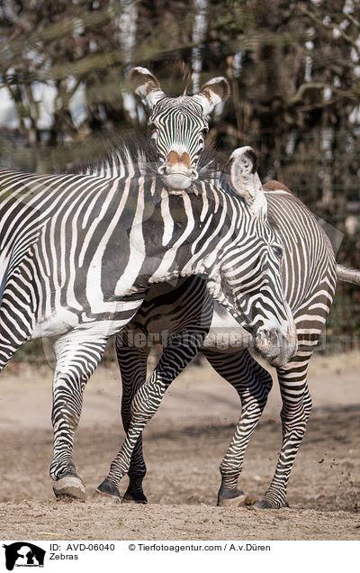 Zebras / Zebras / AVD-06040