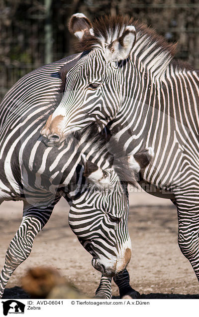 Zebra / Zebra / AVD-06041