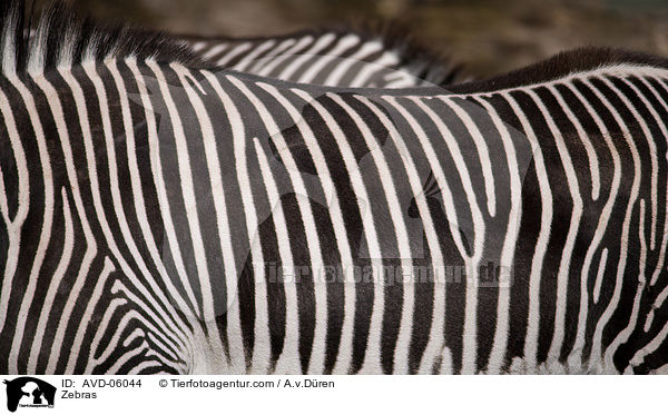 Zebras / Zebras / AVD-06044