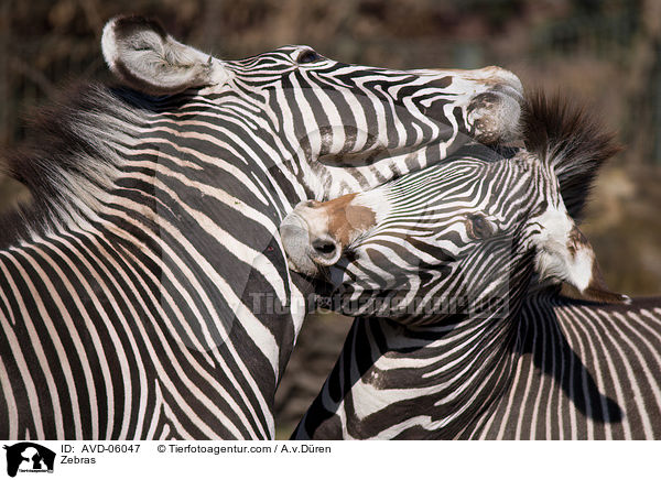 Zebras / Zebras / AVD-06047