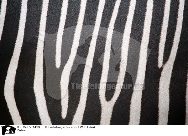 Zebra / Zebra / WJP-01429