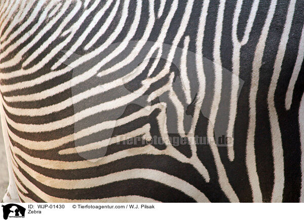 Zebra / Zebra / WJP-01430