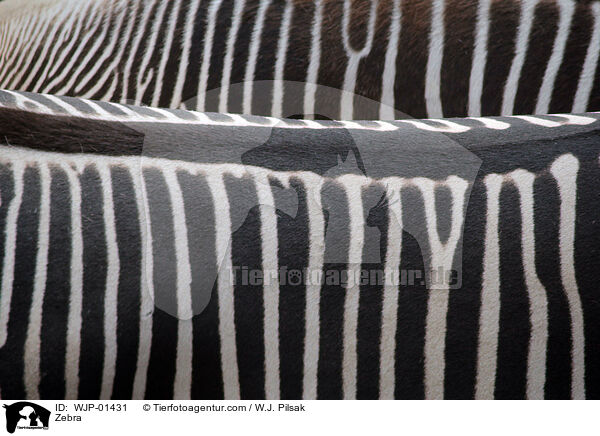 Zebra / Zebra / WJP-01431