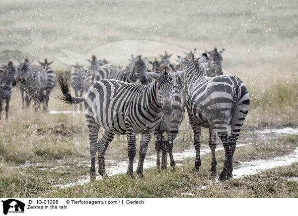 Zebras im Regen / Zebras in the rain / IG-01298