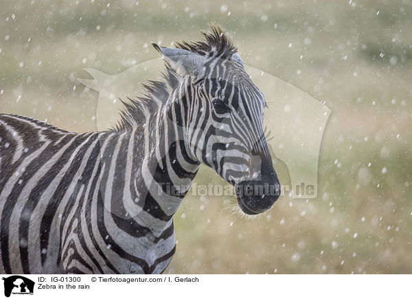Zebra im Regen / Zebra in the rain / IG-01300