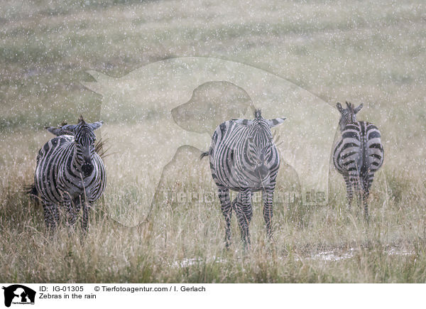 Zebras im Regen / Zebras in the rain / IG-01305