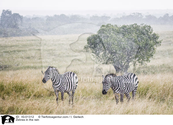Zebras im Regen / Zebras in the rain / IG-01312