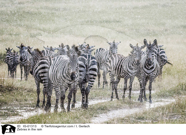 Zebras im Regen / Zebras in the rain / IG-01313