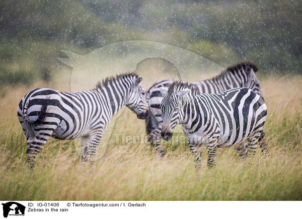 Zebras im Regen / Zebras in the rain / IG-01406