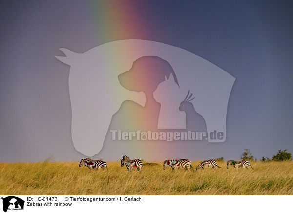 Zebras mit Regenbogen / Zebras with rainbow / IG-01473