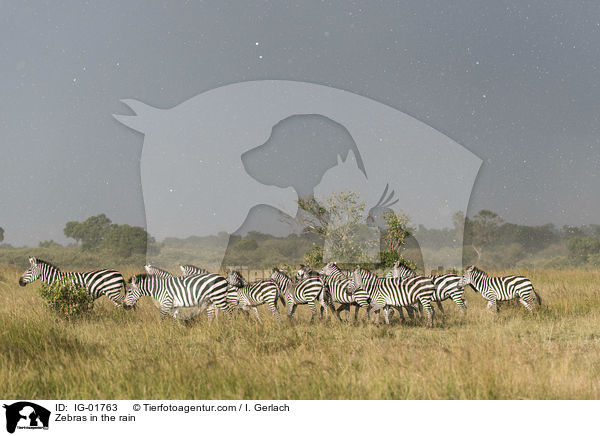 Zebras im Regen / Zebras in the rain / IG-01763