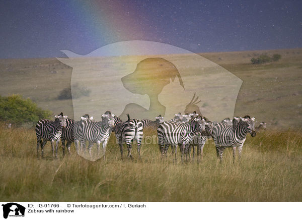 Zebras with rainbow / IG-01766