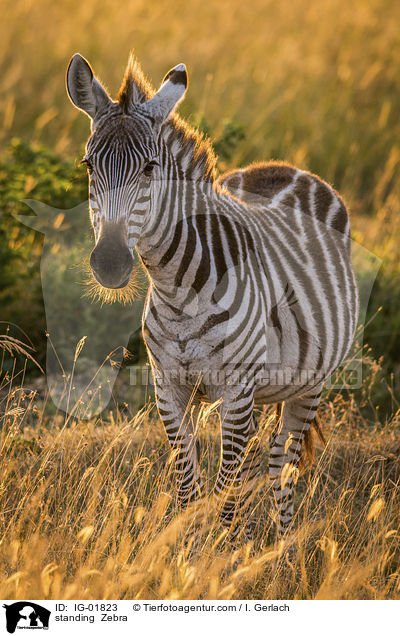 stehendes Zebra / standing  Zebra / IG-01823