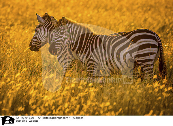 stehende Zebras / standing  Zebras / IG-01826