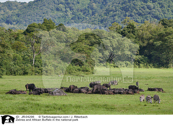 Zebras and African Buffalo in the national park / JR-04296