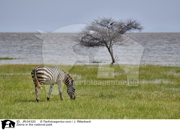 Zebra im Nationalpark / Zebra in the national park / JR-04320